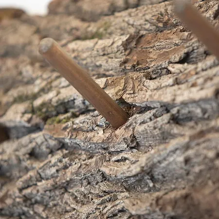 Appartamento Dachstein *